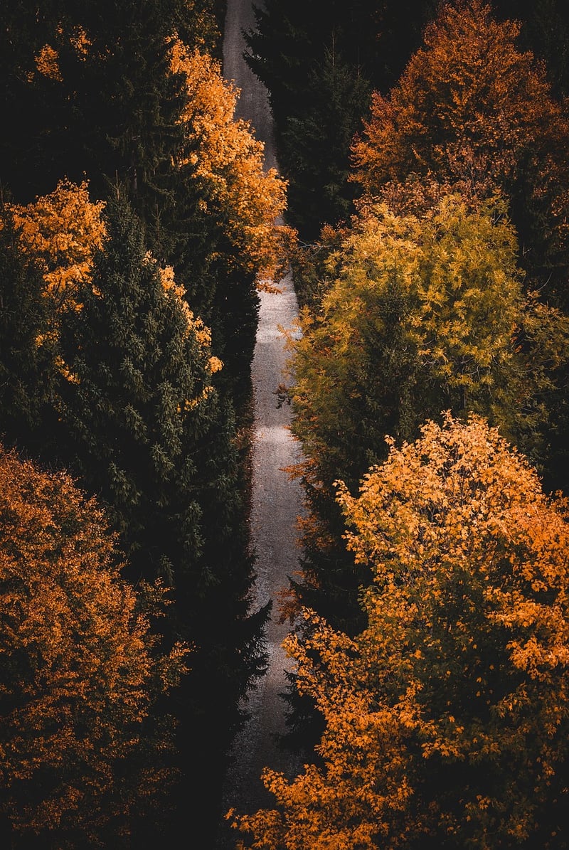 Nature Mindfulness